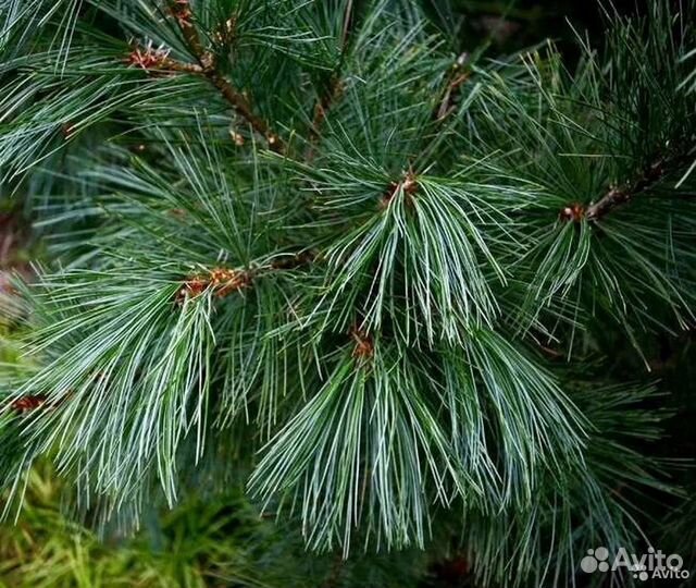 Семена сосны румелийской