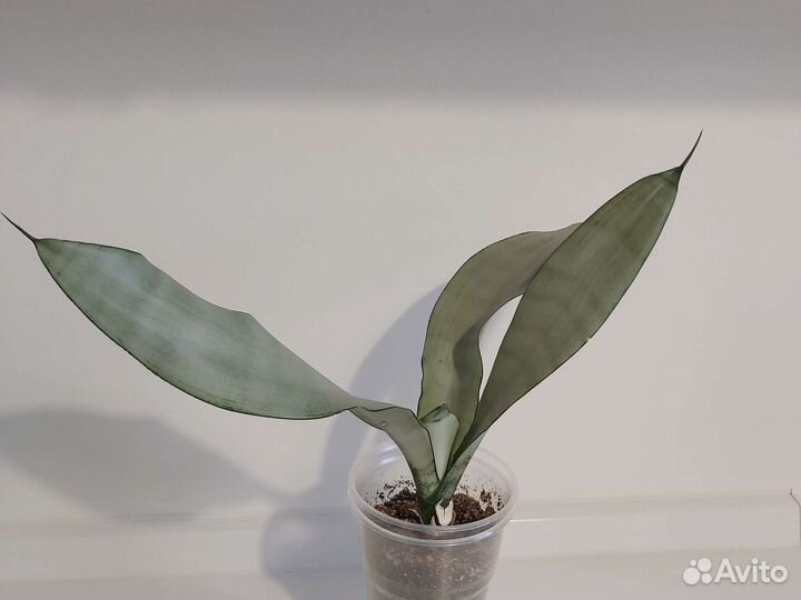 Сансевиерии 2