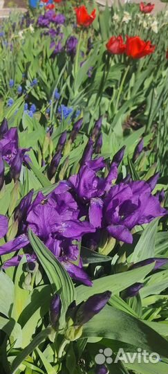 Ирис сибирский