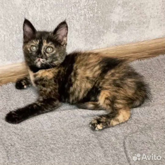 Котята пятнистого окраса девочки 2 мес. В квартиру