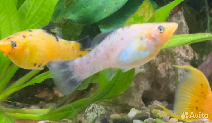 Рыбки молинезии