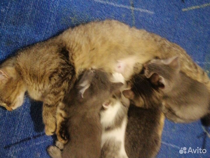 Кошки в добрые руки бесплатно