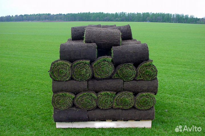 Рулонный газон от Крымского производителя