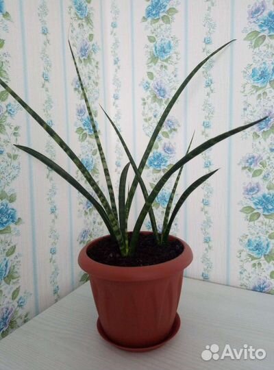 Сансевиерия