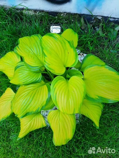 Хоста растение