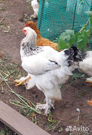 Петушки породистые