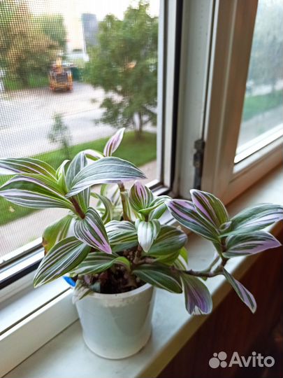 Традесканция Нанук розовеющий кустовой