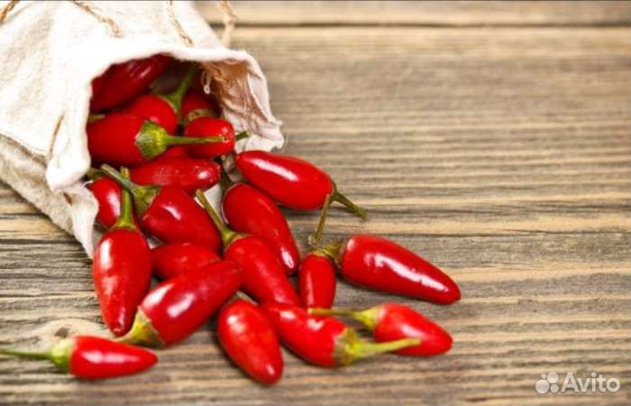 Перец острый комнатный Огонек с плодами