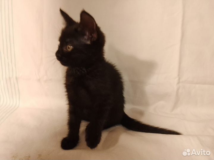 Черный котенок в добрые руки