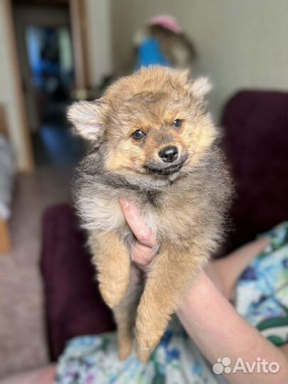 Щенки шпица мини