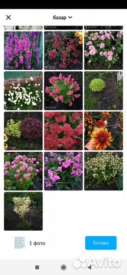 Многолетние цветы