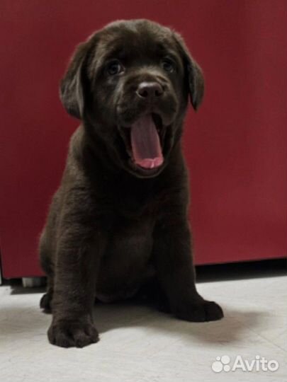 Щенки лабрадора