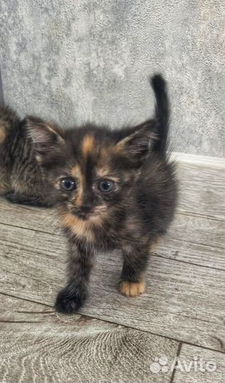 Очаровательные котята в добрые руки