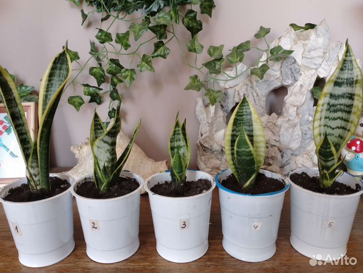 Сансевиерия Футура суперба