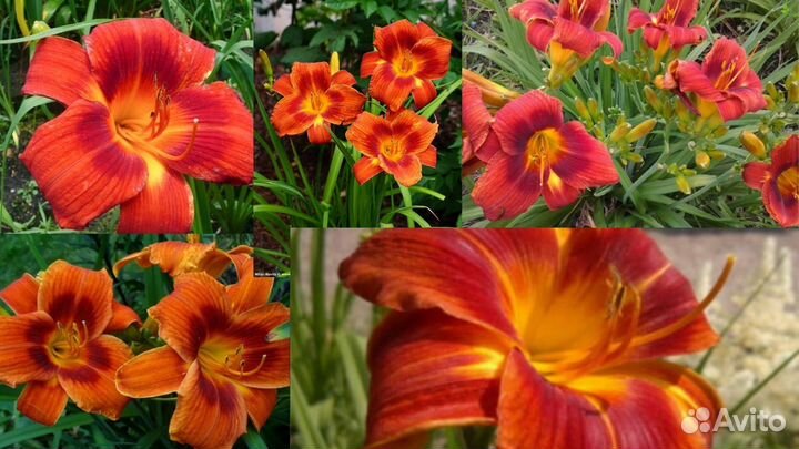 Лилейники сортовые