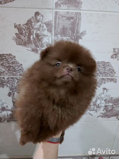Девочка чишка