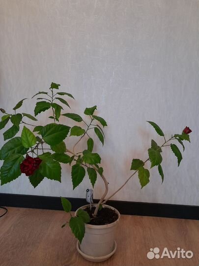 Роза китайская Гибискус