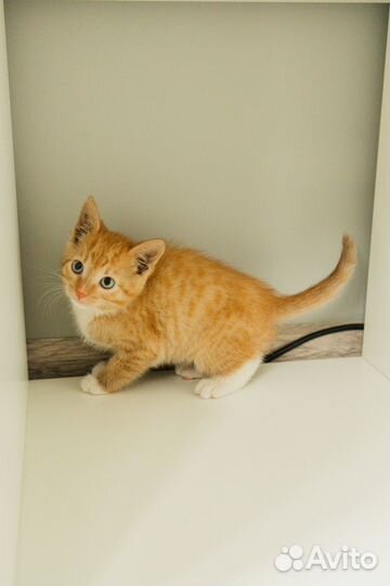 Котенок рыжий