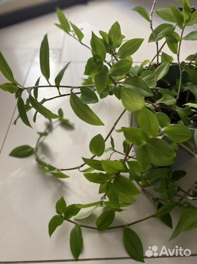 Традесканция