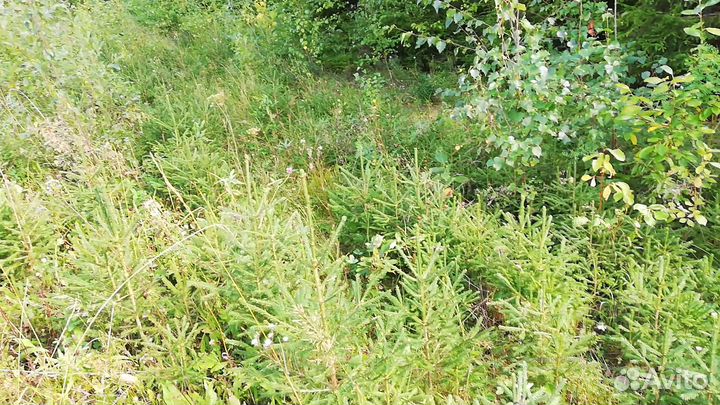 Саженцы ели, березы, сосны