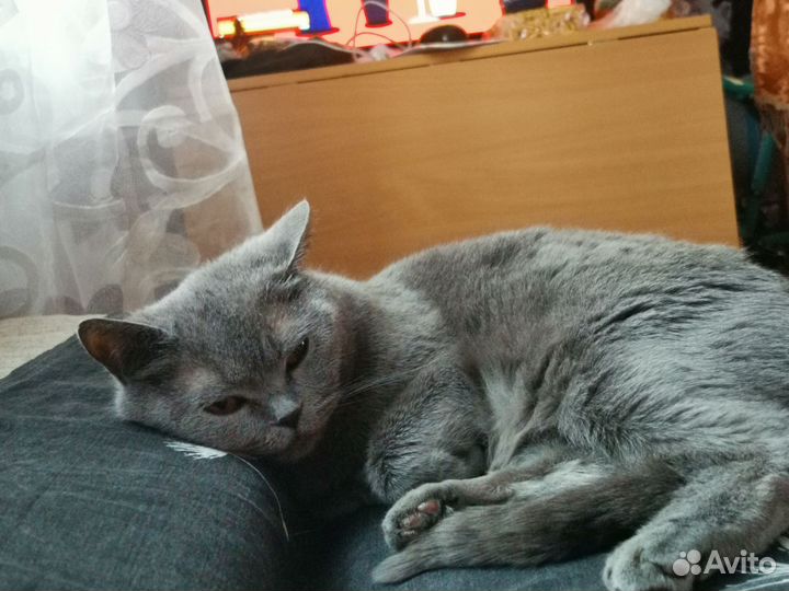 В добрые руки