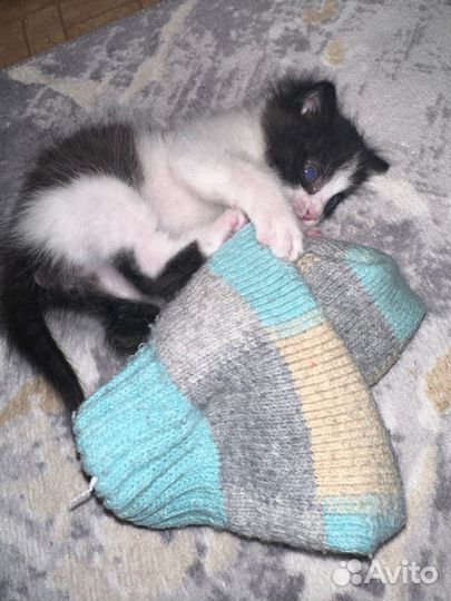 Котик в добрые руки