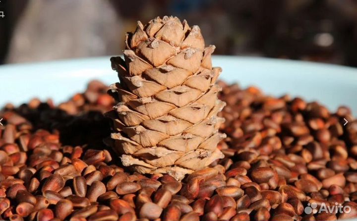 Продам кедровый орех