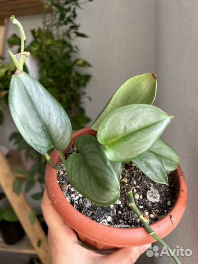 Фикус, сингониум, сциндапсус, филолендрон