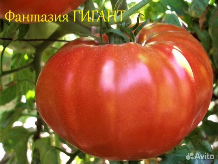 Семена томат-бг Фантазия Гигант (Болгария) 10сем