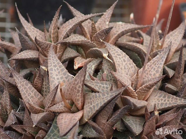 Хавортия тесселата (Haworthia tesselata), 4-6 см