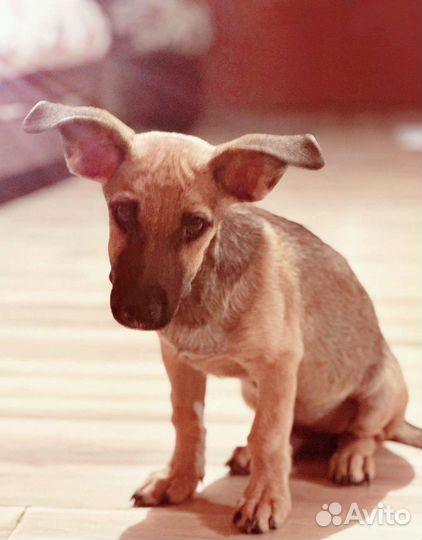 Ушастый коротколапик в добрые руки