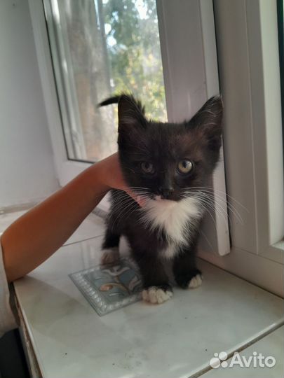 Котята в хорошие руки