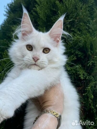 Мейн-кун эксклюзивного окраса шелл и шадед