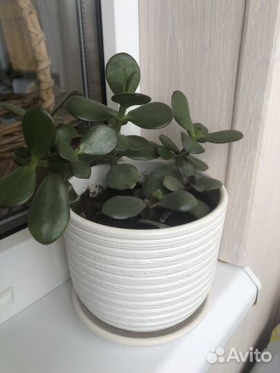 Толстянка в горшке