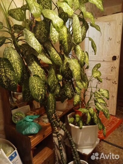 Цветы домашние в горшках