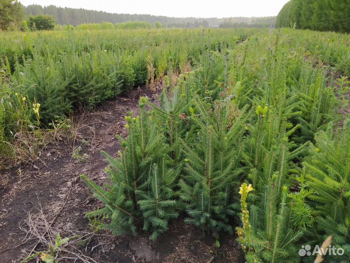 Сеянцы сосны