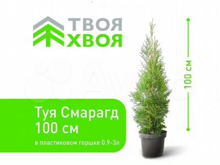 Туя смарагд 100см для живой изгороди