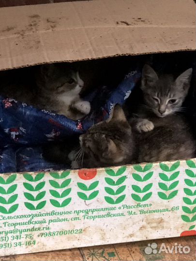 Кошки котята сиротки брошены людьми заберите в дар