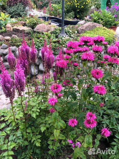 Посконник.Маргаритки,Купена,Монарда,многолетние