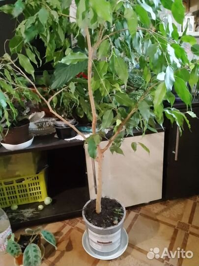 Фикус бенджамина большой