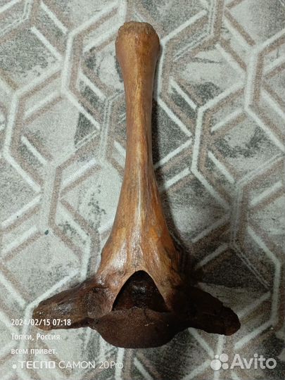 Кость мамонта