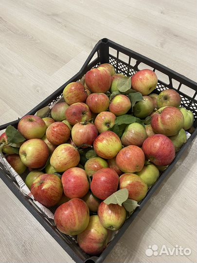 Яблоки Штрефлинг