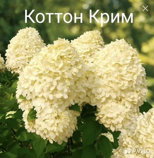 Гортензия метельчатая Котон крим, Фрайз мельба