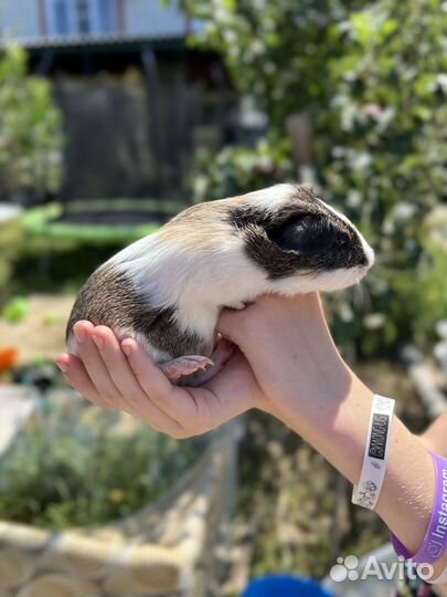 Морская свинка розеточная самцы