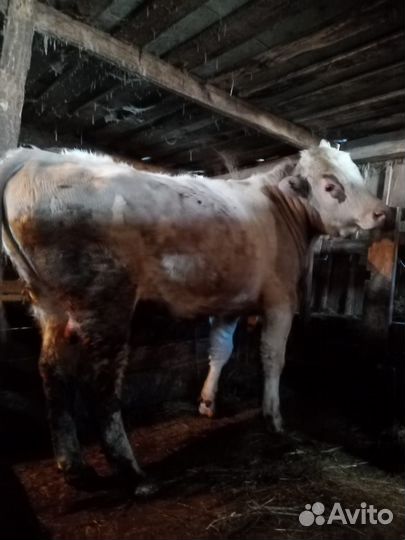 Бык и телка