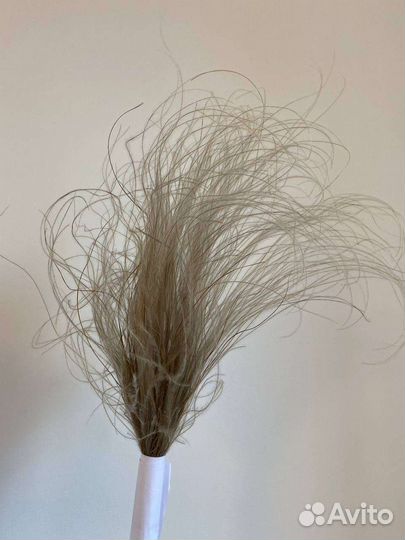 Окрашенная Стифа сухоцвет опт