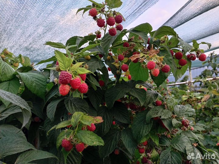 Саженцы ремонтантной малины