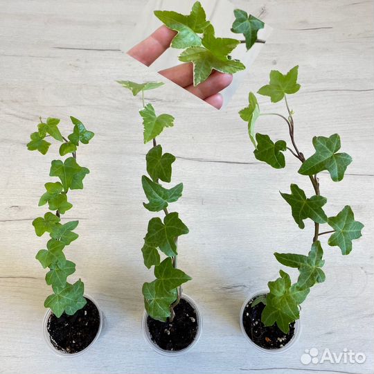 Плющи декортативные, вьюны для фитостен