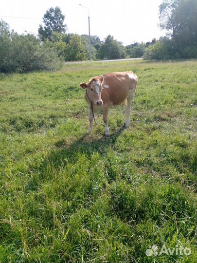 Продается телка. возможен торг