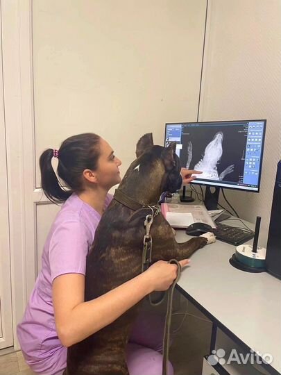 Круглосуточная экстренная ветеринарная помощь